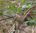 /album/my-local-birding-gallery/grasshopper-warbler-t-ossett-today-jpg/